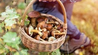 Comment profiter des bienfaits des champignons tout en évitant les dangers ?