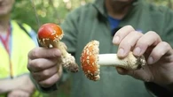 "La vie est en jeu" : voici quelques rappels essentiels pour éviter les intoxications par les champignons