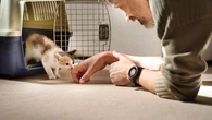 "Il faut se poser les bonnes questions" : les conseils d'une vétérinaire avant d'adopter un chaton