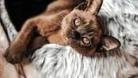 Comment prendre soin d'un chaton non sevré ?