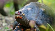 Les tortues peuvent être de bonne ou de mauvaise humeur, révèle une étude