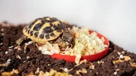 Ces informations à prendre en compte avant d'adopter une tortue de compagnie