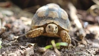 Ma tortue de terre a pondu des œufs : dois-je intervenir ?