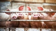 Creuse : la préfecture donne son feu vert à un projet contesté d'une ferme de 1.200 cochons