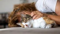 Connaissez-vous tous les animaux qui peuvent ronronner comme un chat ?