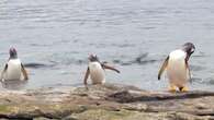 VIDÉO - Voyage aux Malouines : New Island et la chasse aux manchots