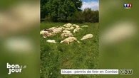 Loups : permis de tirer en Corrèze