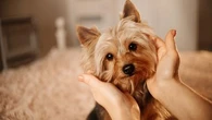 Le message de la caresse est différent selon la partie du corps : où caresser votre chien pour lui montrer un signe de pure affection ?