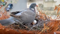 Déplacer ou détruire le nid de pigeon sur votre balcon peut vous coûter cher