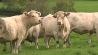 Dermatose : panique sur les marchés aux bestiaux