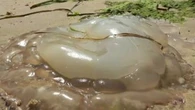 "On n'a pas l'habitude d'en voir de si grosses" : des méduses géantes débarquent sur les plages d'Arcachon
