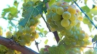 "Vendanges de la honte" : prison ferme pour 3 personnes accusées de traite d'êtres humains dans un vignoble de Champagne