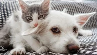"On essaie de trouver des solutions" : les abandons d'animaux en hausse, comment la SPA s'organise à l'approche de l'été