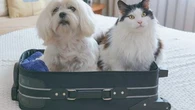 Vaccin, documents obligatoires… Voici ce qu'il faut vérifier avant de partir en vacances à l'étranger avec votre chien ou votre chat