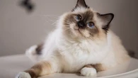 Et si votre chat vous reconnaissait surtout à votre odeur ? Ce que révèle une nouvelle étude scientifique
