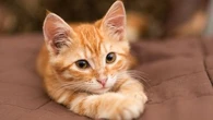 Le saviez-vous : ce n'est pas la vue que les chats utilisent le plus pour reconnaître leur maître