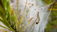 "Une présence très supérieure cette année" : inquiétude en Bretagne face à de nombreux foyers de chenilles processionnaires