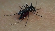 Bouches-du-Rhône : 33 personnes malades du Chikungunya dans un même quartier