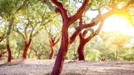 Sécheresse, incendies : ces arbres sont plus résistants que les autres, vous pouvez miser sur eux dans votre jardin