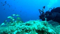 Photographes sous-marins : plongez avec les meilleurs au large de Bastia
