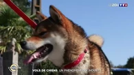 "Ça pourrait inciter à prendre le sujet au sérieux" : vers une requalification pénale du vol de chiens ?