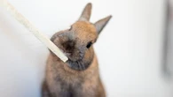 Soins du lapin : cette partie de son anatomie à ne surtout pas négliger !