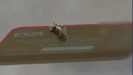 Elles avaient attaqué des passants à Aurillac : les abeilles vont être euthanasiées