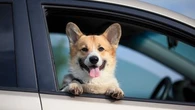 Je transporte mon chien en voiture : est-ce que je m'expose à une amende si je l'installe à l'avant sur le siège passager ?
