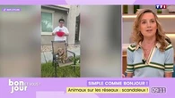Simple comme Bonjour ! : Animaux sur les réseaux, scandaleux !