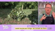 Comment réussir ses carottes ?