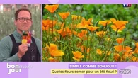 Simple comme Bonjour ! : Quelles fleurs semer pour un été fleuri ?