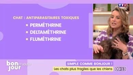 Simple comme Bonjour ! : Les chats plus fragiles que les chiens