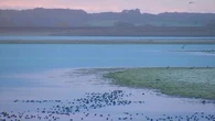 Près de 50 oiseaux ramassés morts chaque jour : que se passe-t-il sur les bords de ce lac de Haute-Marne ?