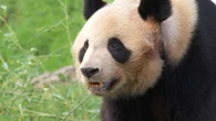 VIDÉO - "Tchao Panda" : les adieux des Français à Yuan Meng, la star du zoo de Beauval, transférée en Chine