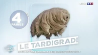 Indestructible tardigrade : il est vraiment phénoménal !
