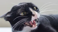 Mon chat devient subitement agressif : comment savoir s'il est victime du syndrome du tigre ?