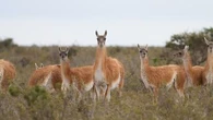 Schizophrénie : l'espoir d'un nouveau traitement à base... d'anticorps de lamas