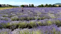 "Le changement climatique, c'est maintenant" : quand la lavande remplace la betterave en Auvergne