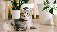 Dois-je déclarer mon animal de compagnie à mon assurance ?