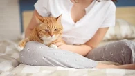 Mon chat miaule, mais aucun son ne sort : que dois-je faire ?