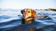 En vacances, que risque mon chien à boire de l'eau de mer ?