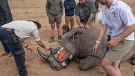Rendre les cornes de rhinocéros radioactives, une solution contre le braconnage ?