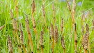 Cette plante, plus ancienne que les dinosaures, est une alliée pour prendre soin de la santé des os