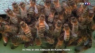 Du miel et des abeilles en pleine forme !