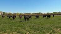 VIDÉO - Immersion en Camargue, au royaume des taureaux