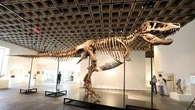 Pourquoi le T-rex "Gus" pourrait devenir le fossile de dinosaure le plus cher de tous les temps ?
