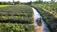 VOYAGE - Delta du Mékong : découvrez les fruits exotiques du 