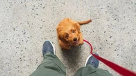 Votre chien tire sur la laisse ? Voici comment résoudre le problème