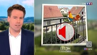 Chant de coq : toujours considéré comme une nuisance sonore ? Le 13H à vos côtés