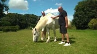"Quel plaisir peuvent-ils avoir à faire ça ?" : en Normandie, la consternation des éleveurs de chevaux mutilés